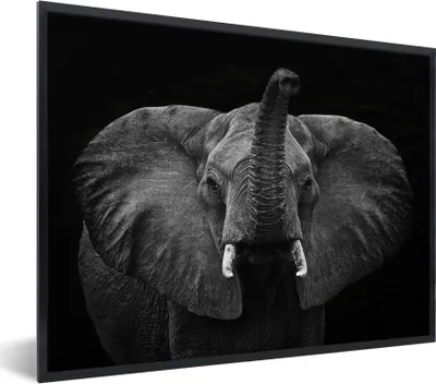 Produktbild von MuchoWow® MuchoWow® Gerahmtes Poster Elefant - Ohren - Schwarz - Weiß 80x60 cm - Poster mit zchwarzem Bilderrahmen - Schwarzem - Mit Gestell