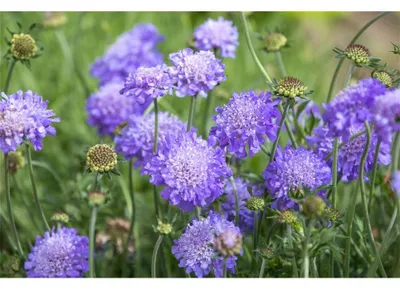 Produktbild von Wiesen- oder Acker-Witwenblume - Knautia arvensis - Heimische Wildstaude, im 12 cm-Topf - 12 cm