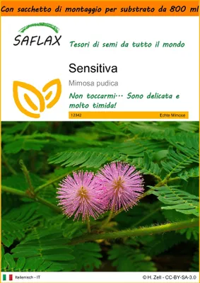 Immagine prodotto di SAFLAX Garden in the bag - Sensitiva - 70 semi - Mimosa