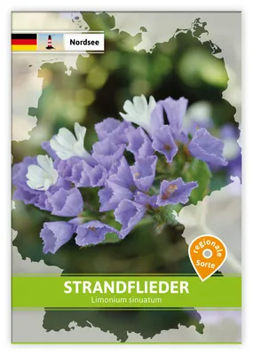 Artikelbild 1 von 'Strandflieder (Regionale Sorte Nordsee)' aus der Kategorie Regionale Sorten