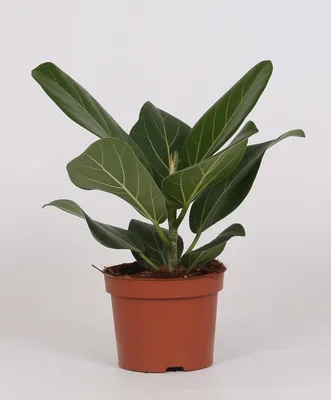 Immagine prodotto di Ficus Bengalensis - 25cm - Ø12cm - Pianta d'appartamento - Sempreverde