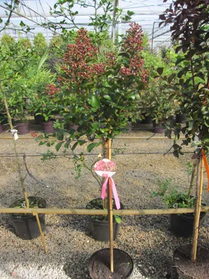 Produktbild von Lagerstroemia indica Berry Dazzle - Hochstamm - Chinesische Kräuselmyrte - Indianerflieder