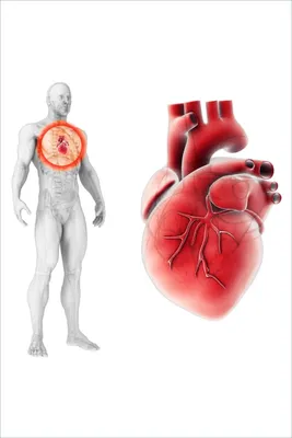 Produktbild von Wallario selbstklebendes Poster - Anatomie des Menschen  Herz in Nahansicht, Größe: 61 x 91,50 cm