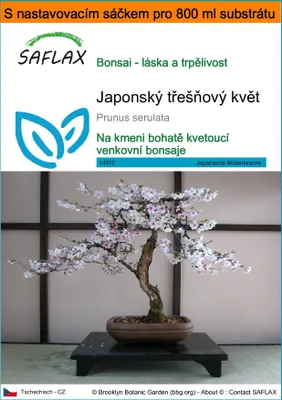 Obrázek produktu pro SAFLAX Garden in the bag - Japonský třešňový květ - Prunus serulata - 30 Semena - S pěstebním substrátem v praktickém samovztyčovacím sáčku