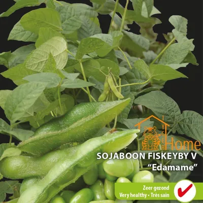 Obrázek produktu pro Sójové boby Fiskeby V Edamame – pěstujte výživné a chutné edamame ve své domácí zahradě