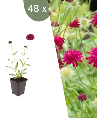 Image de Plants by Frank | 48 Plantes de knautie de Macédoine | Knautia macedonica | Plantes vivaces rustiques | Vivaces | Plantes d’extérieur | Jardin