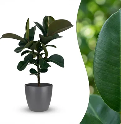 Produktbild von Green boutiQ - Zimmerpflanze - Gummibaum - Ficus Elastica Cloe - Grün - Pflegeleicht - 1 Pflanze - mit Potter Grau - Topf 19cm - Höhe 65cm