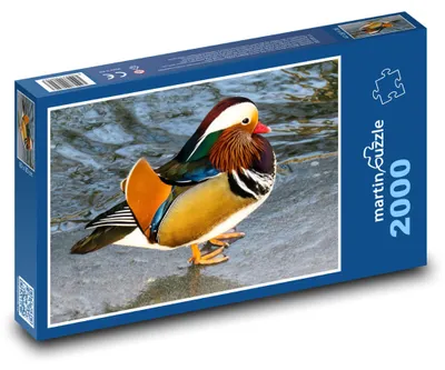 Obrázok produktu pre Puzzle 2000 Káčatko mandarínske na vode - martinpuzzle