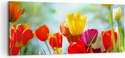 Produktbild von Bild auf Leinwand - Leinwandbild - Tulpe Blume Plantage Wiese - 100x40cm - Wand Bild - Wanddeko - Leinwanddruck - Bilder - Kunstdruck - Wanddekoration - Leinwand bilder - Wandkunst - AB100x40-2566