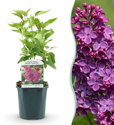 Image de Green boutiQ - Plante de jardin - Syringa vulgaris Ludwig Spath - Lilas commun - Rustique - Violet - 1 plante - Pot de 17 cm - Hauteur 45 cm