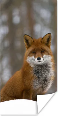 Produktbild von MuchoWow® Poster Fuchs - Wald - Rot 40x80 cm - Dekoration