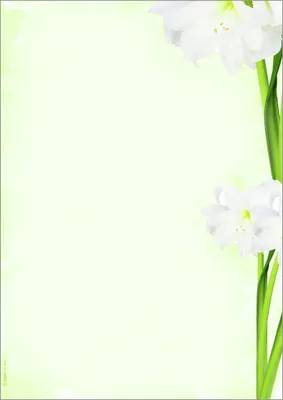 Produktbild von SIGEL DP463 Motiv-Papier "Green Flower", Briefpapier 90 g DIN A4, 25 Blatt