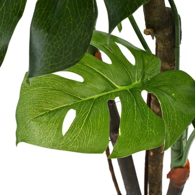 Obrázok produktu pre vidaXL Umelý list Monstera s kvetináčom 170 cm zelená