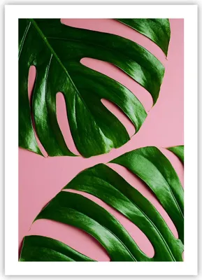 Produktbild von Poster - Poster ohne Rahmen - Monstera Blatt Rosa - 50x70 cm - Wand Bild - Wanddeko - Wandbilder - Kunstposter - Wandposter - Bilder - Kunstdruck - Wanddekoration - Wandbild - P2XPA50x70-4407