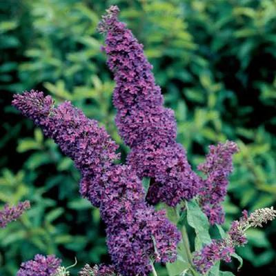 Immagine prodotto di 2 x  Buddleja davidii 'Purple Emperor'  | 30-40 cm in contenitore