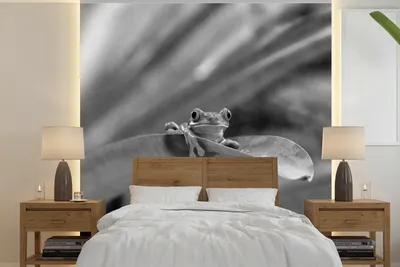 Produktbild von MuchoWow® Fototapete für Wohnzimmer oder Schlafzimmer Wandtapete Vinyl Motivtapete Rotaugenmakakenfrosch unter Blättern in Costa Rica in schwarz-weiß - 220x220 cm - Tapeten