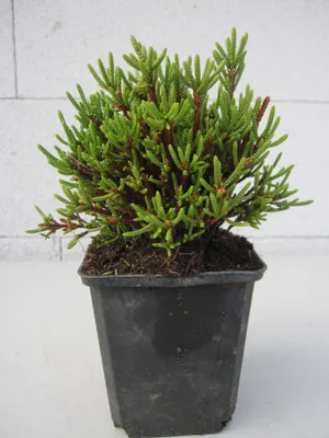Produktbild von Schuppenheide - Cassiope mertensiana gracilis - 8-12cm