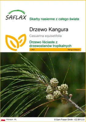 Zdjęcie produktu dla SAFLAX - Drzewo Kangura - 200 Nasiona - Casuarina equisetifolia