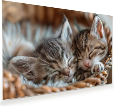 Produktbild von Glasbild 90x60cm in XXL für Wohnzimmer, Schlafzimmer Motiv Schlafende Kätzchen