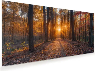 Produktbild von Glasbild 100x50cm in XXL für Wohnzimmer, Schlafzimmer Motiv Sonnenuntergang Wald