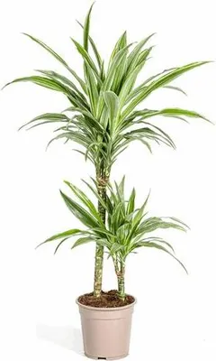 Immagine prodotto di Dracaena Deremensis White Stripe (albero del drago) Ø19cm, 70-90cm. Elegante e