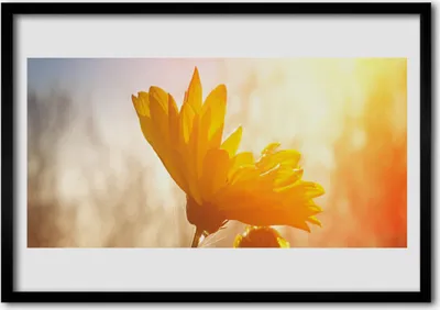 Produktbild von Bild 100x70 MDF-Rahmen Wandkunst Sonnenblume