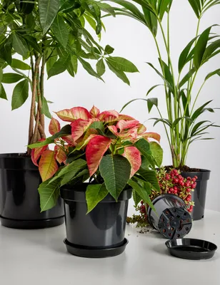 Produktbild von Garronda Blumentopf GD-0025 (20 Stück - Schwarz, ⌀ 19cm H=15cm)