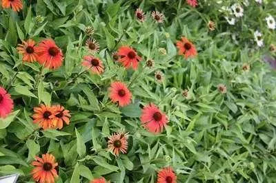 Produktbild von 6 x Echinacea purp. 'Julia'® - Sonnenhut - Topf 9 x 9 cm