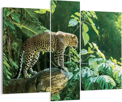 Produktbild von Bild auf Leinwand - Leinwandbild - 3 Teile - Dschungel Leopard Panther - 95x80cm - Wand Bild - Wanddeko - Wandbilder - Leinwanddruck - Bilder - Wanddekoration - Leinwand bilder - CB95x80-4502