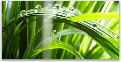 Produktbild von Küchenrückwand aus Glas 120x60cm Spritzschutz Gras Tautropfen Pflanzen