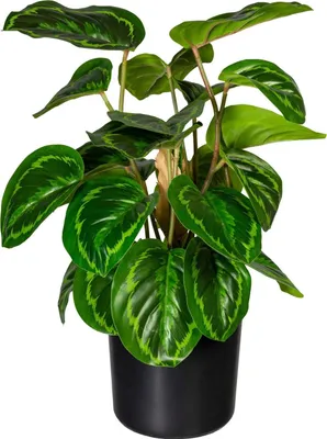 Produktbild von Kunstpflanze Maranta - Grün - Schwarz - Kunststofftopf - H 45 cm