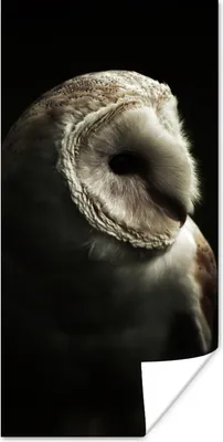 Produktbild von MuchoWow® Poster Eule - Vogel - Porträt 60x120 cm - Wandschmuck