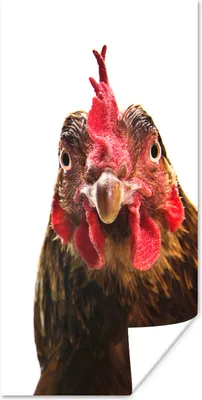 Produktbild von MuchoWow® Poster Nahaufnahme Hahn Fotodruck 20x40 cm - Plakat - Foto
