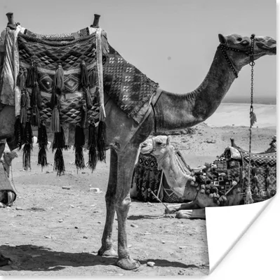 Produktbild von MuchoWow® Poster Kamel - Ägypten - Schwarz - Weiß 100x100 cm - Babyzimmer