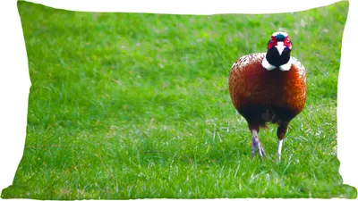 Produktbild von MuchoWow® Zierkissen Sofakissen Wohnzimmer Dekokissen 50x30 cm Fasan - Wild - England - Wohnzimmerdekoration - Polster mit Photo