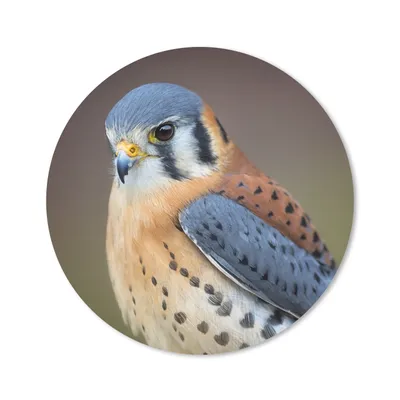 Produktbild von MuchoWow® Mauspad Mousepad Vogel - Makro - Blau 50x50 cm - Mousepads - Maus Mat - Pad - Mausunterlage - Vinyl