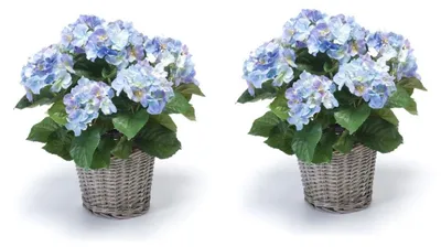 Produktbild von 2er Set künstliche Hortensien im Korb blau H. 45cm D. 20cm Emerald Topfpflanze