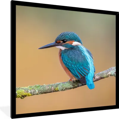 Produktbild von MuchoWow® Gerahmtes Poster Vogel - Eisvogel - Tiere - Zweig 40x40 cm - Poster mit Schwarzem Bilderrahmen Wandposter Rahmen Foto Bilder - Mit Rahmen - Wanddekoration Schlafzimmer