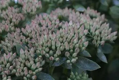 Produktbild von 6 x  Sedum hybr. 'Carl' - Fettblatt - Topf 9 x 9 cm