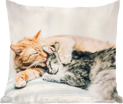 Produktbild von MuchoWow® Zierkissen Sofakissen Wohnzimmer Dekokissen 40x40 cm Katzen - Sofa - Wohnzimmer - Foto Kissen - Schlafzimmer Dekoration