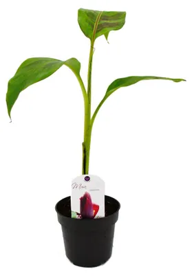 Produktbild von Winterharte Bananenstaude – Musa sikkemensis – Darjeeling-Bananenstaude – 12-cm-Topf