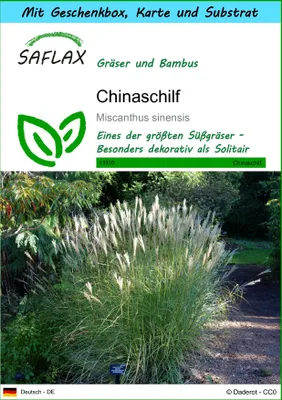 Produktbild von SAFLAX Geschenk Set - Chinaschilf - Miscanthus sinensis - 200 Samen - Mit Geschenkbox, Versandaufkleber, Geschenkkarte und Anzuchtsubstrat
