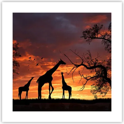 Produktbild von Poster - Poster ohne Rahmen - Giraffe Afrika Sonne Safari - 40x40 cm - Wand Bild - Wanddeko - Wandbilder - Kunstposter - Wandposter - Bilder - Kunstdruck - Wanddekoration - Wandbild - P2XAC40x40-0507