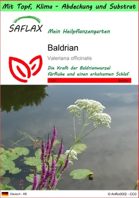 Produktbild von SAFLAX Garden to go - Baldrian - Valeriana officinalis - 200 Samen - Mit Topf, Klima - Deckel und Anzuchtsubstrat
