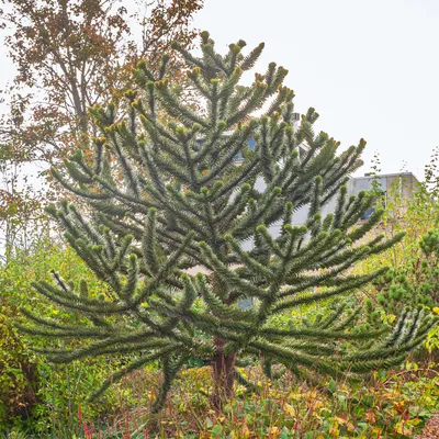 Produktbild von Bakker.com - Affenbaum, Der topf / 1L / Lieferhöhe 15-25cm