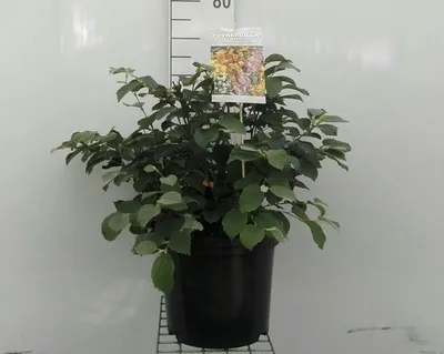 Obrázek produktu pro Fothergilla major ( monticola) - Velký keř s pýrem 40- 60 cm nádoba