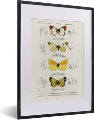 Produktbild von MuchoWow® MuchoWow® Gerahmtes Poster Schmetterling - Vintage - Insekten 30x40 cm - Poster mit zchwarzem Bilderrahmen - Wandposter Schlafzimmer