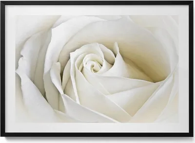 Produktbild von Zarte weiße Rosenblüten– Wandbild mit Rahmen – Gerahmtes Bild  – Wanddekoration – 100x70 cm –  Schwarz Rahmen