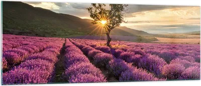 Produktbild von Bilder auf glas - Lavendel Berge Feld - 140x50cm - Glasbilder - Wandbilder - Kunstdruck - zum Aufhängen bereit - Wanddekoration aus Glas - Glas Bilder - Wandbild auf Glas - Einteilig - GAB140x50-3645