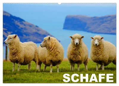 Produktbild von Schafe / Geburtstagskalender (Wandkalender 2027 DIN A2 quer), CALVENDO Monatskalender